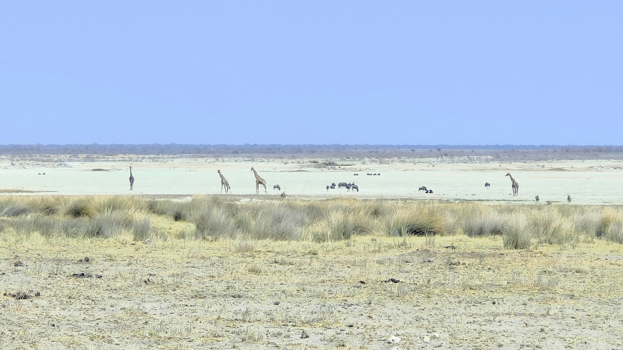 Imprescindibles de Namibia: Todo para tu Viaje (Itinerario y Mapa)