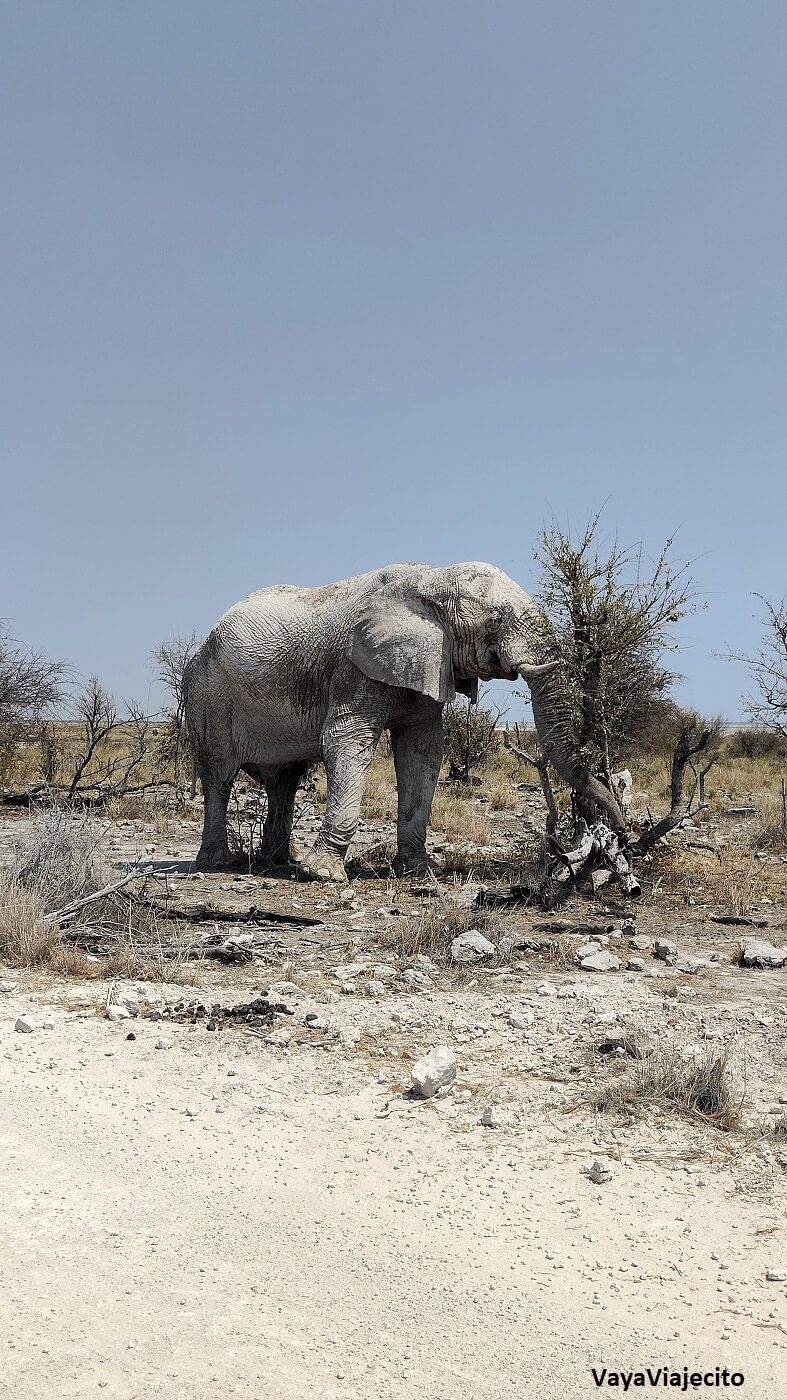 Imprescindibles de Namibia: Todo para tu Viaje (Itinerario y Mapa)