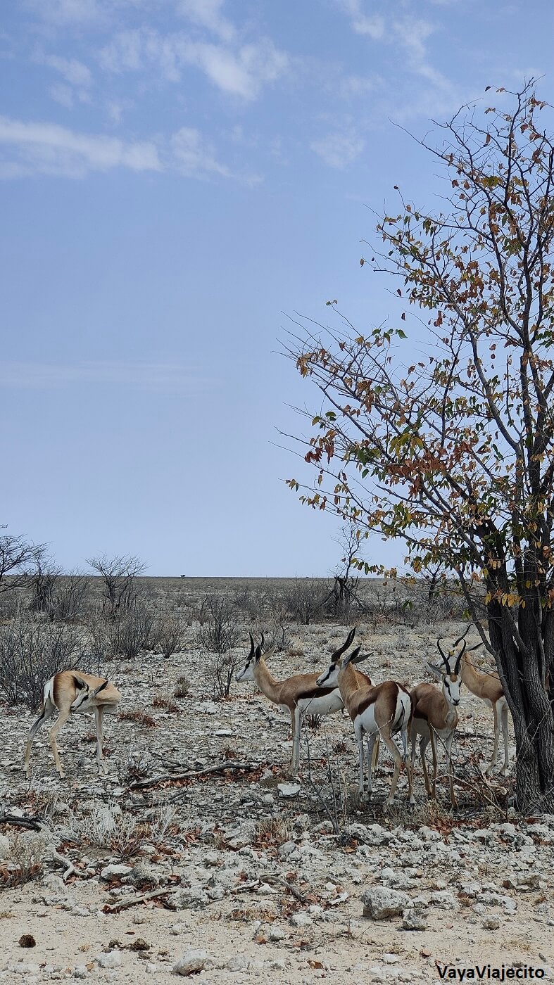 Imprescindibles de Namibia: Todo para tu Viaje (Itinerario y Mapa)