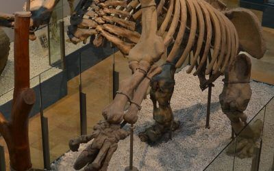 Museo de Ciencias Naturales de Valencia